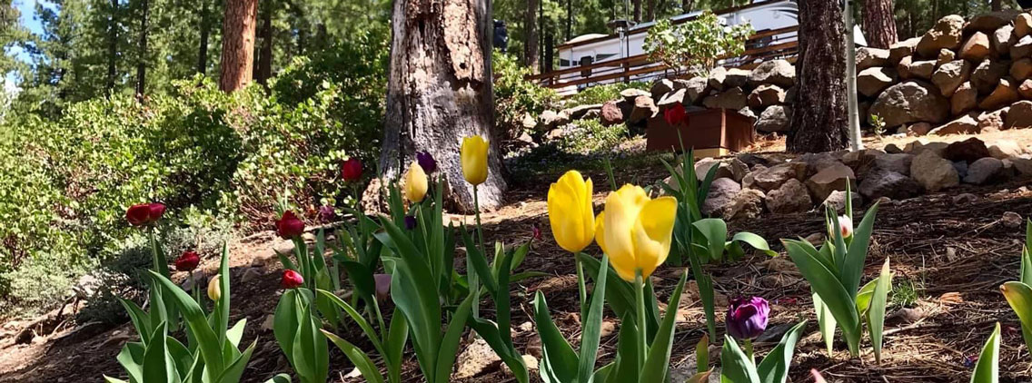 yellow tulips growing in mulch